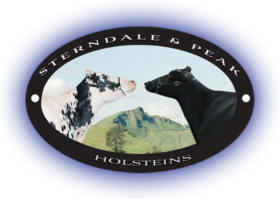 Sterndale and Peak Holsteins