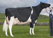 Sterndale Atwood Noel VG89 - Maternal Polled and RC Brother Sells