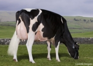 Full sister to dam Sterndale Jasp Papoose EX93