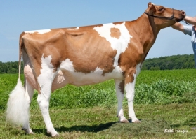 Rosedale Adventaeous Red EX92