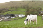 Fernydale Farm - The Home of Sterndale & Peak Holsteins